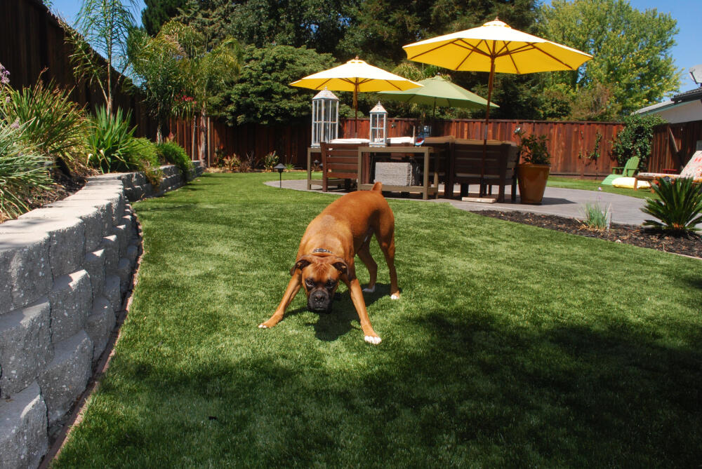 DP Turf and Hardscape MA - Experts in Pet Turf Design and Installation MA